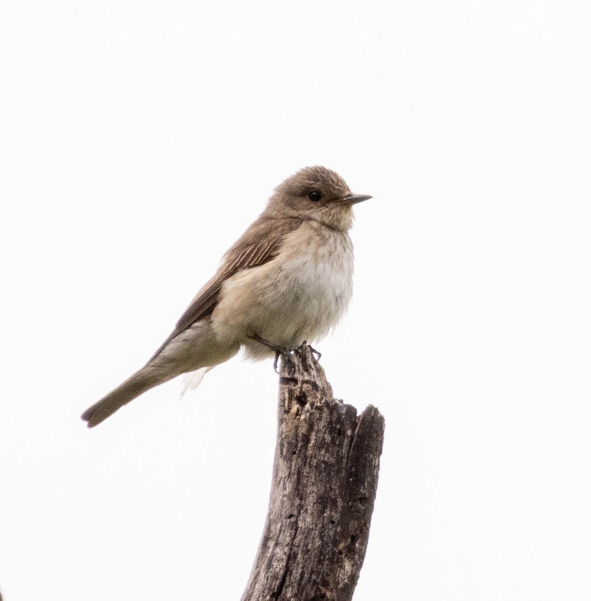 Spotted Flycatcher - ML611804485