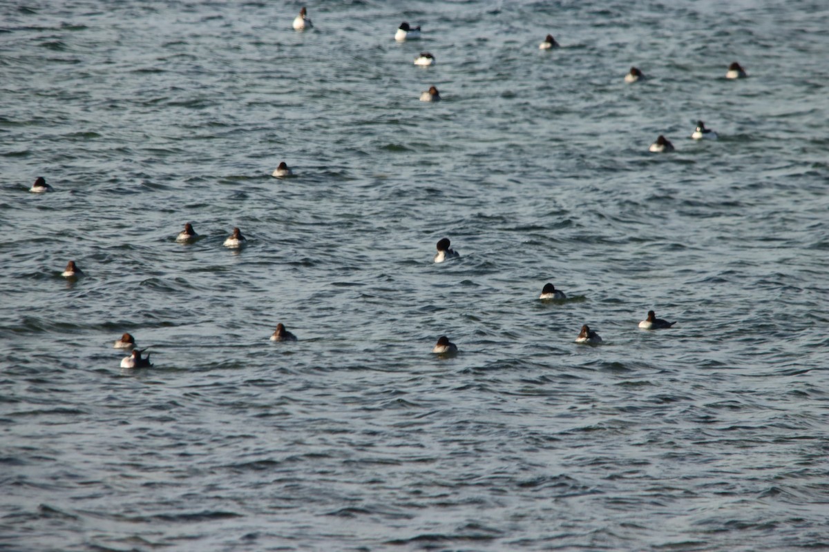 Common Goldeneye - ML611804553