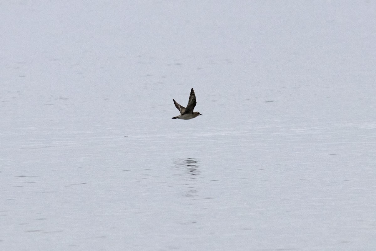 American Golden-Plover - ML611804657