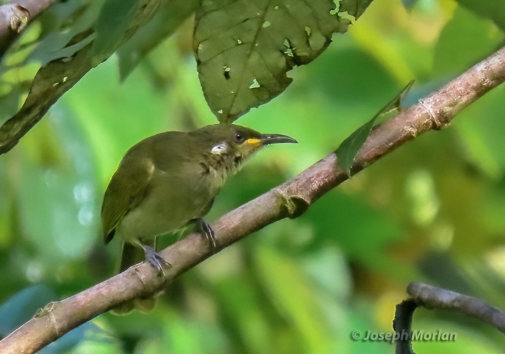 Puff-backed Honeyeater - ML611804729