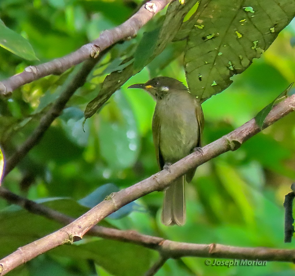 Puff-backed Honeyeater - ML611804730