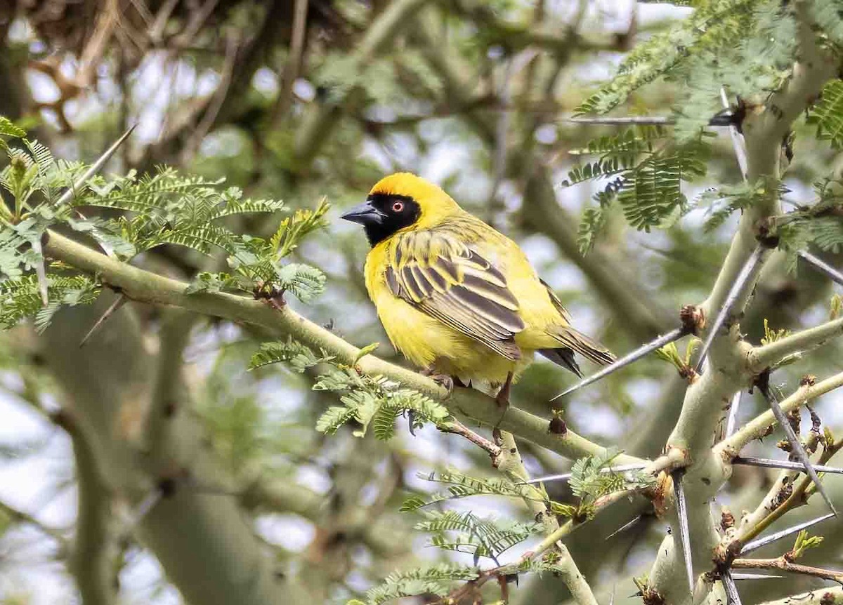 Southern Masked-Weaver - ML611804732