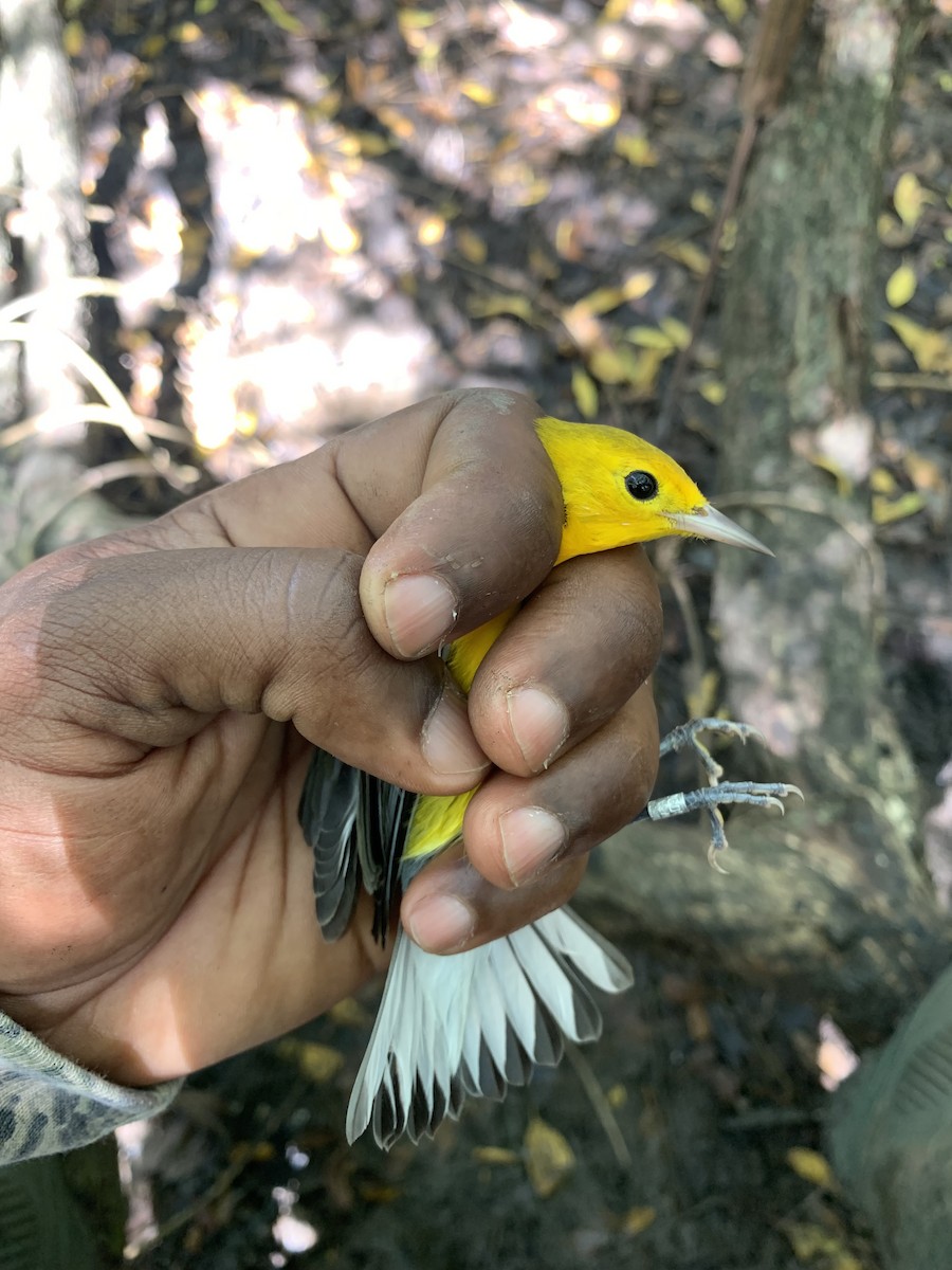 Prothonotary Warbler - ML611804815