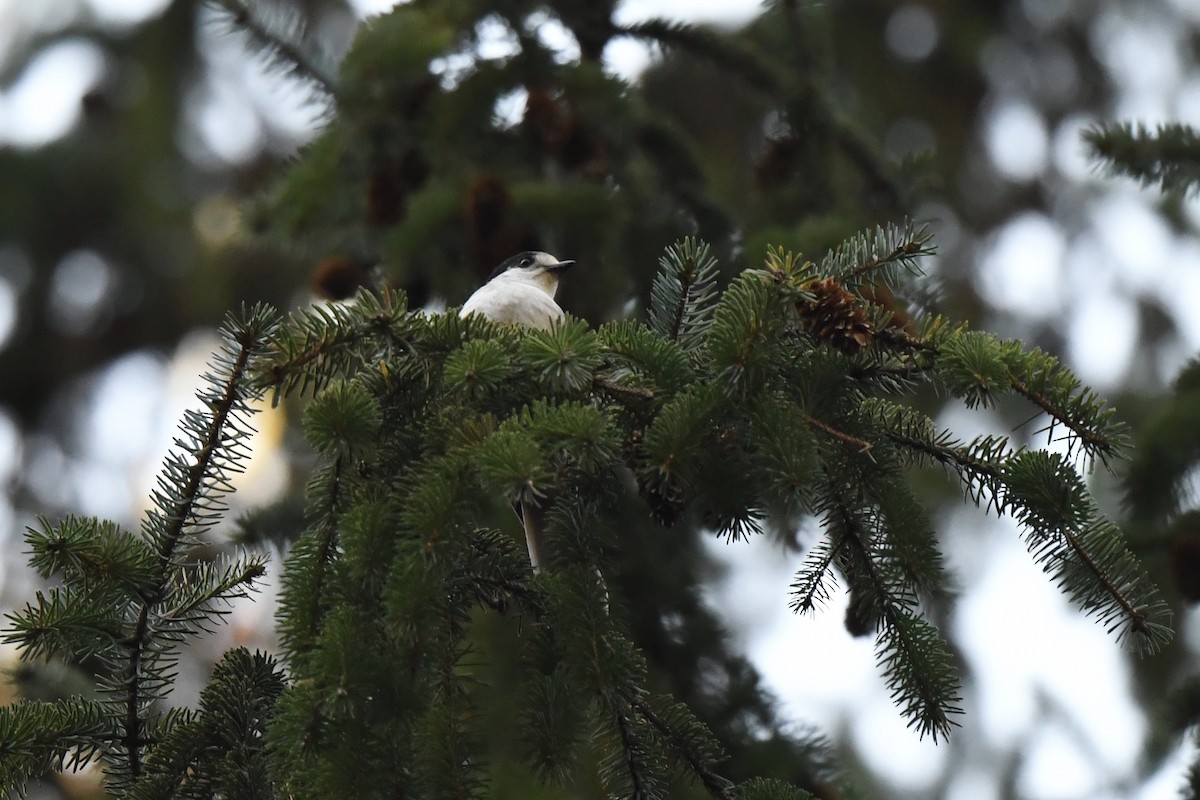 Canada Jay - ML611804979