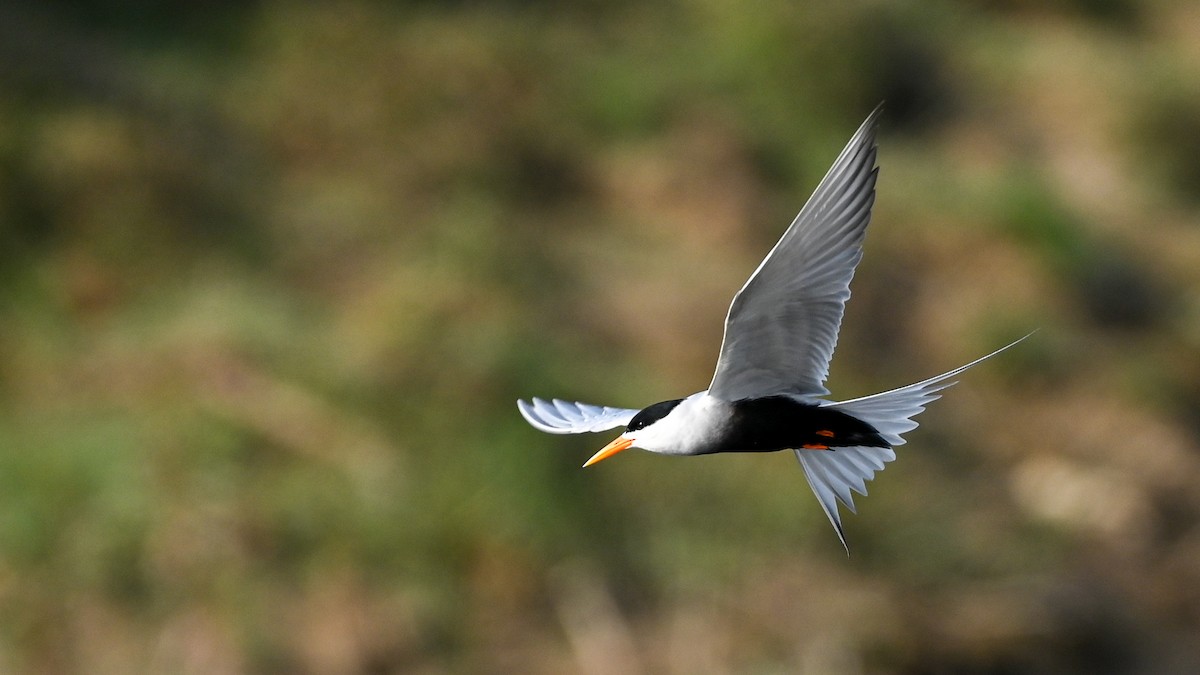 Black-bellied Tern - ML611804982