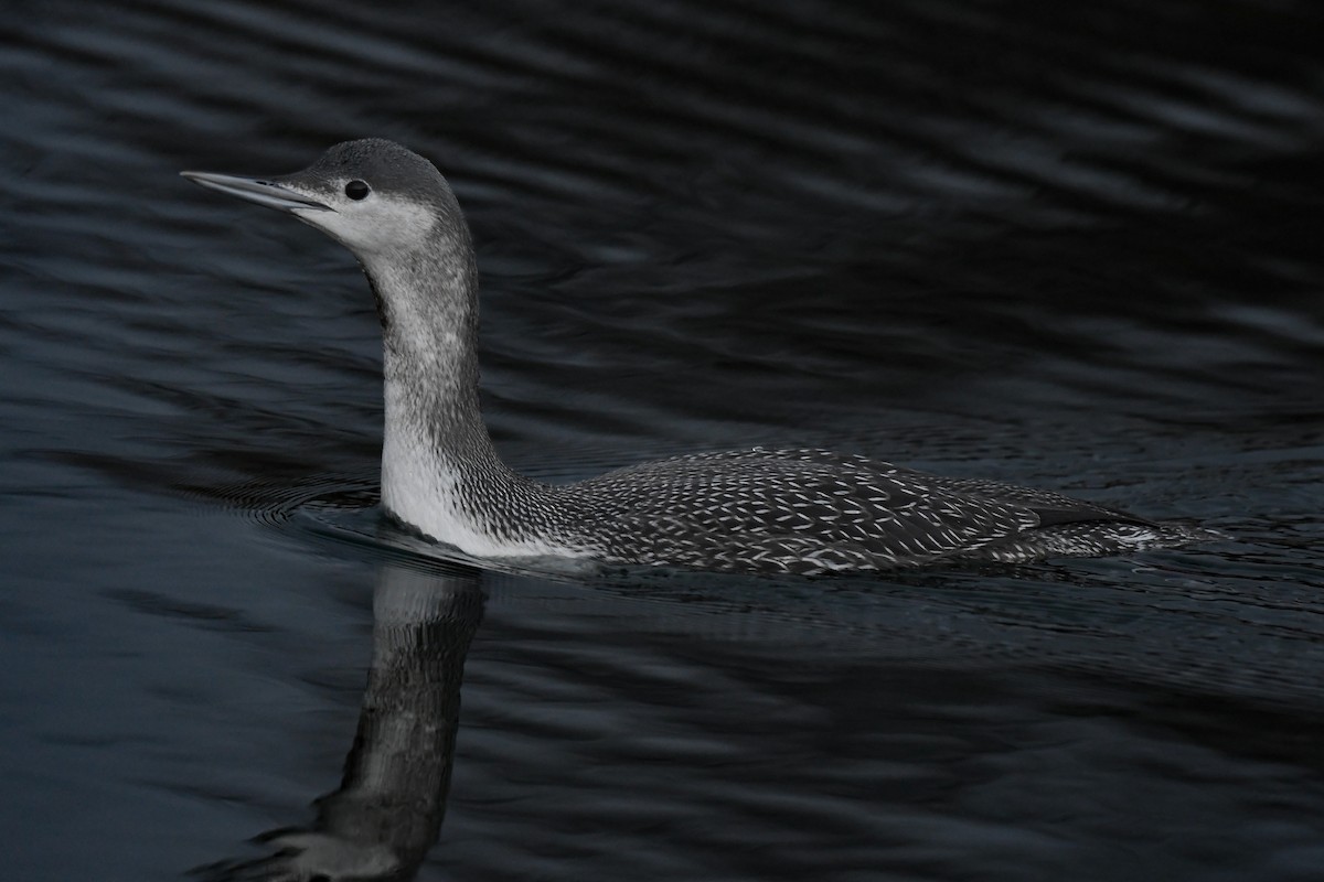 Red-throated Loon - Carly Rodgers