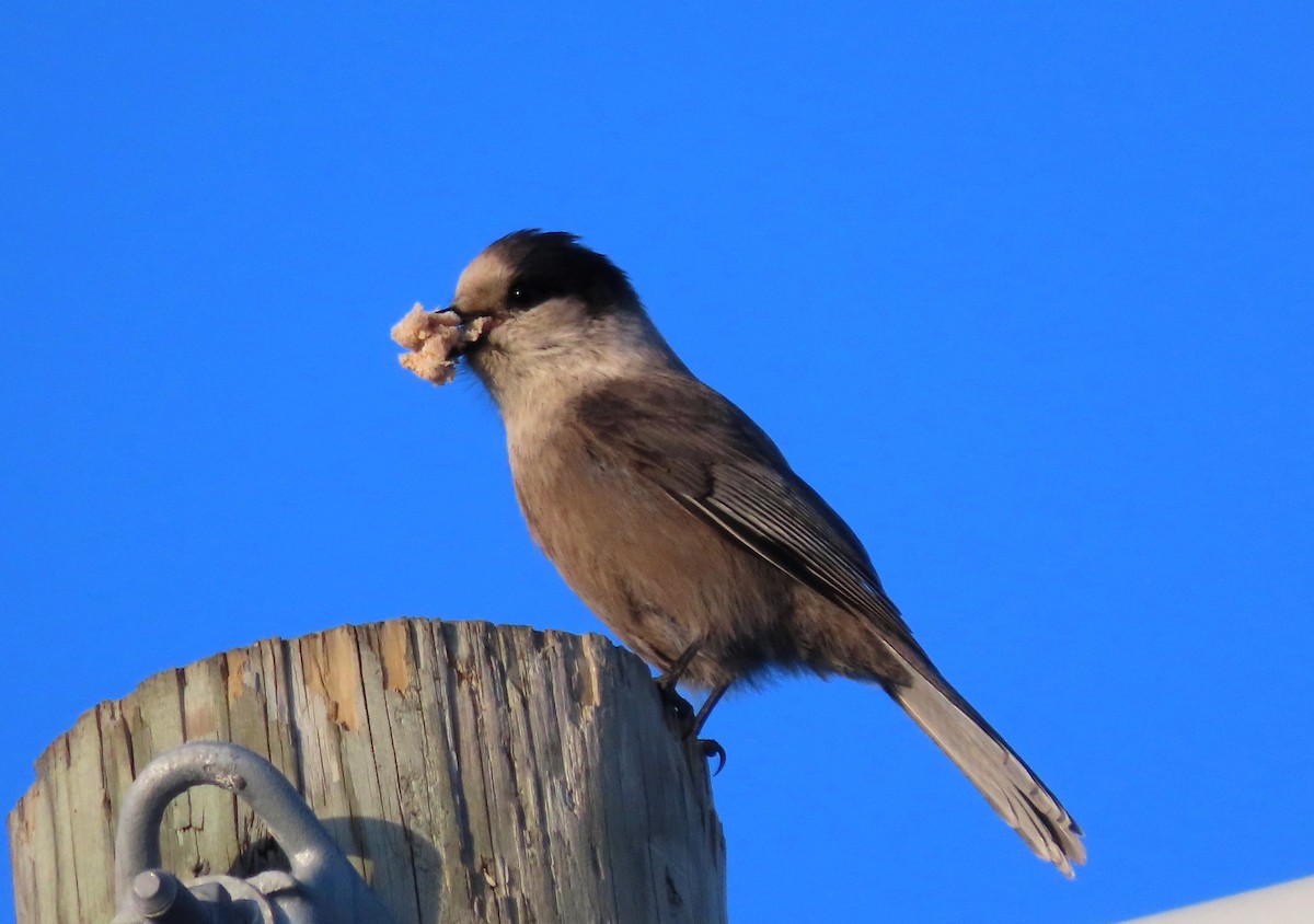 Canada Jay - ML611805022