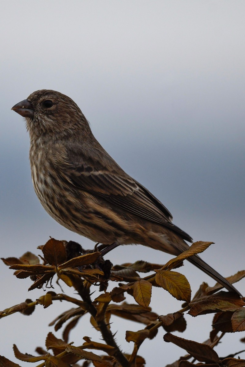 House Finch - ML611805034