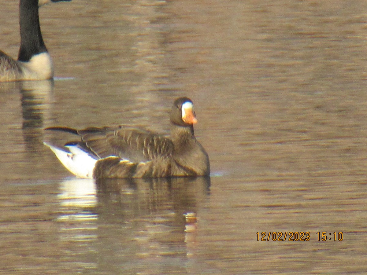 Greater White-fronted Goose - ML611805084