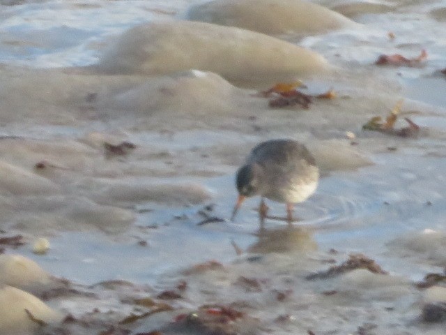 Purple Sandpiper - ML611805136