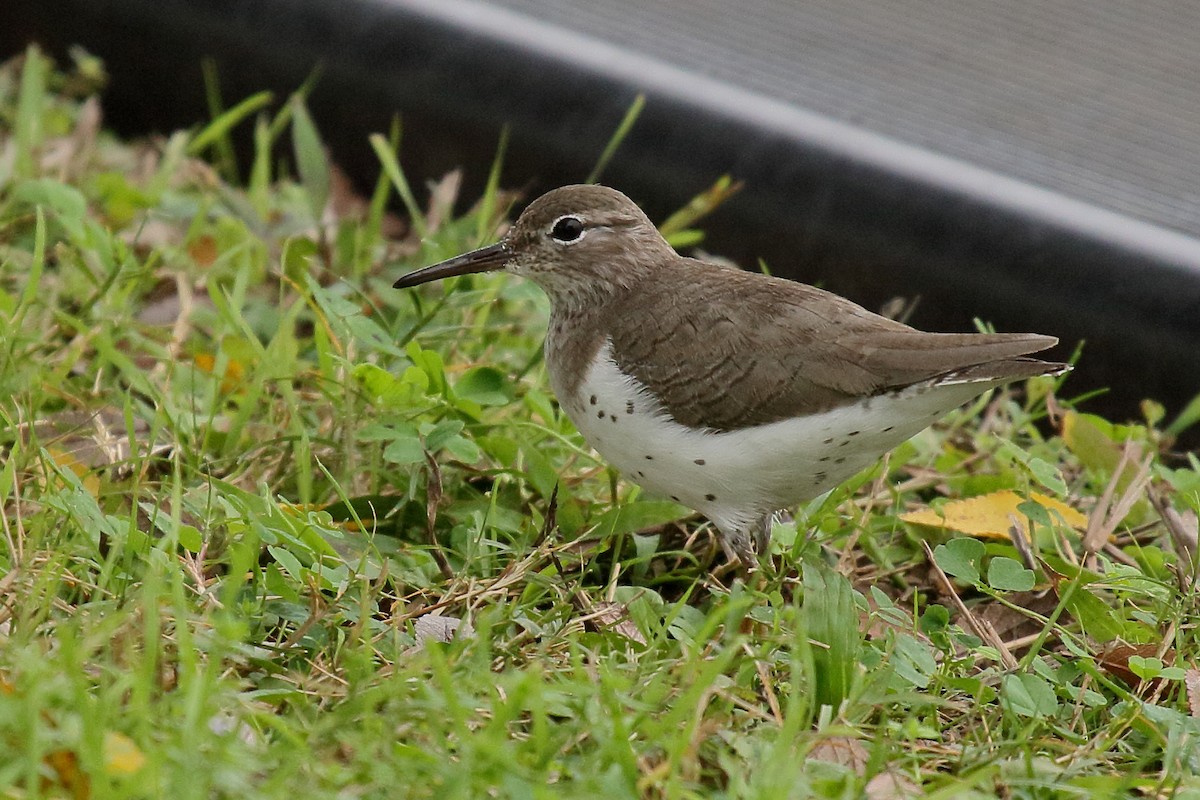 Spotted Sandpiper - ML611805150