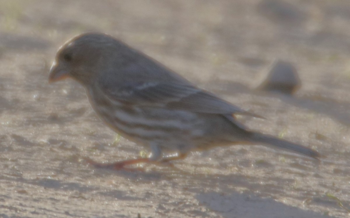 House Finch - Barry Spolter