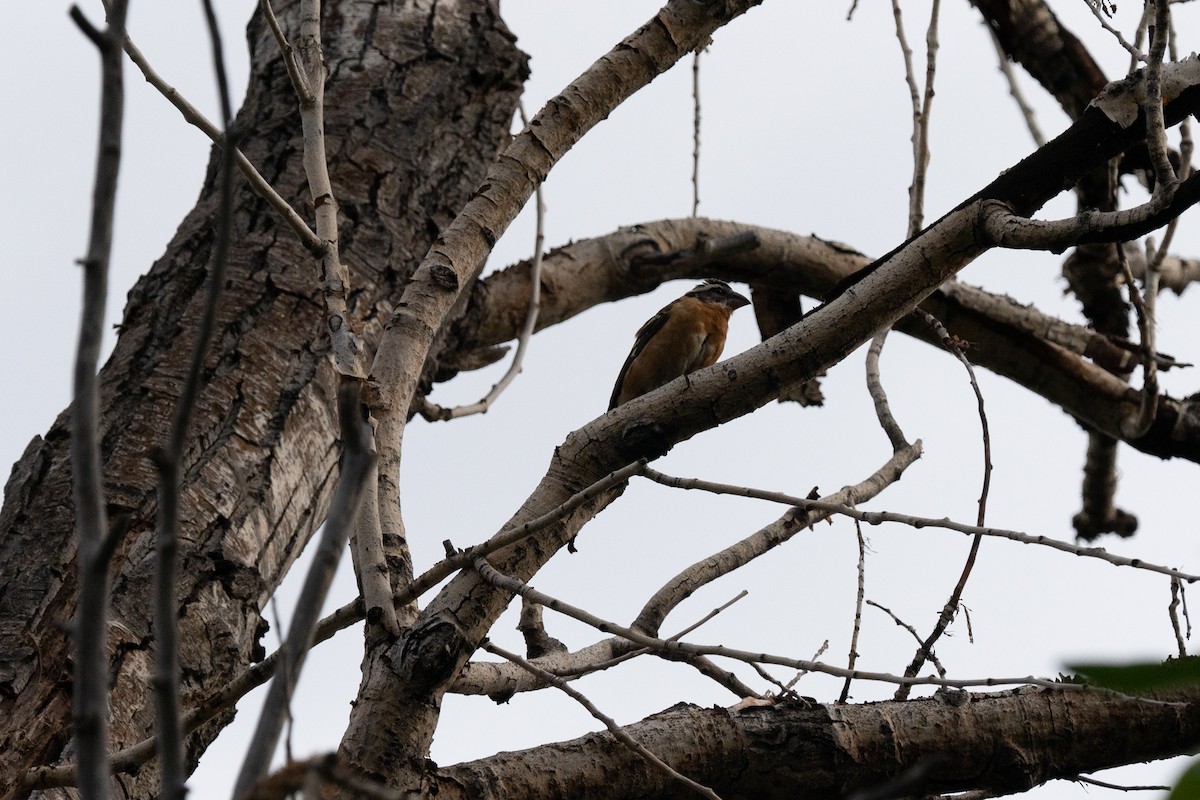 Black-headed Grosbeak - ML611805176