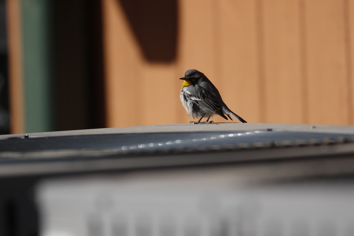 Yellow-throated Warbler - ML611805177