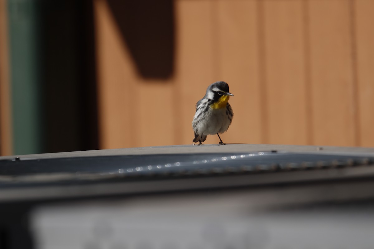 Yellow-throated Warbler - ML611805179