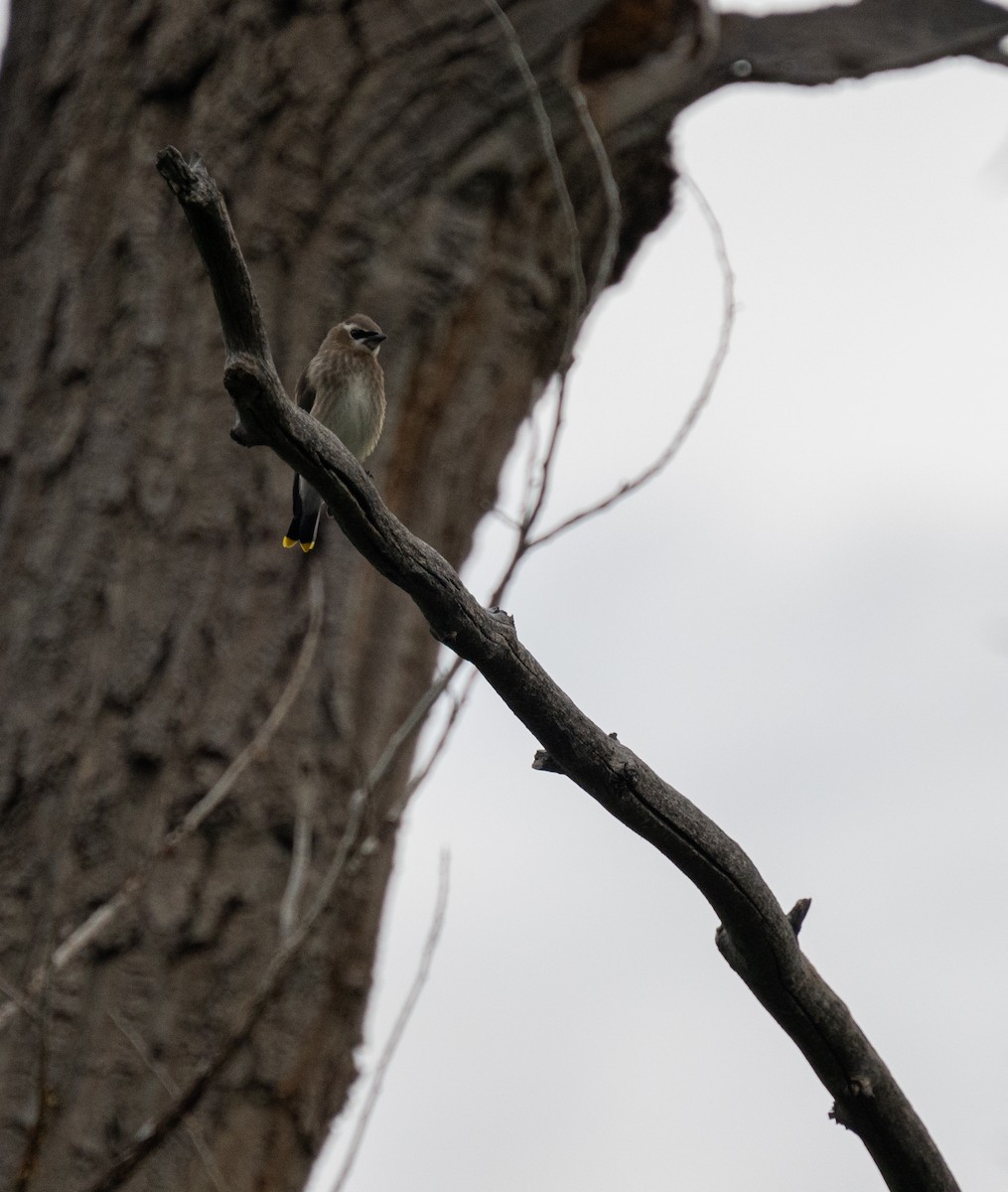 Cedar Waxwing - ML611805188