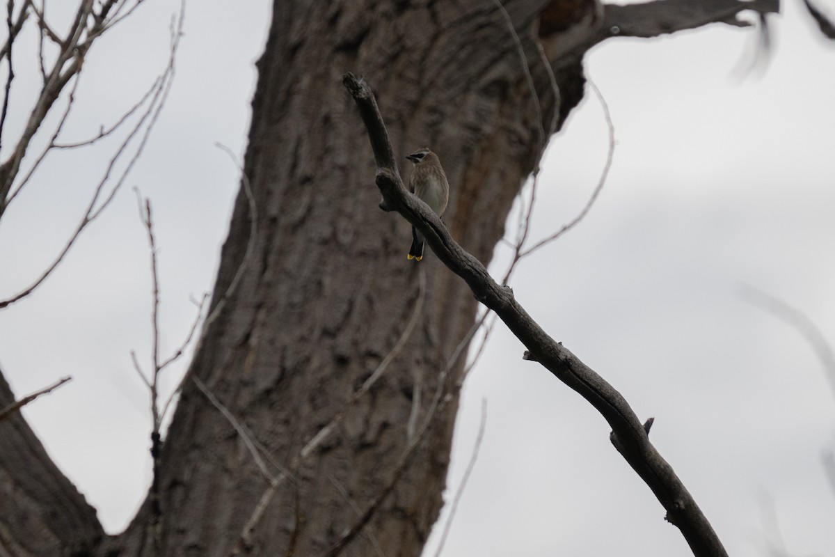 Cedar Waxwing - ML611805189