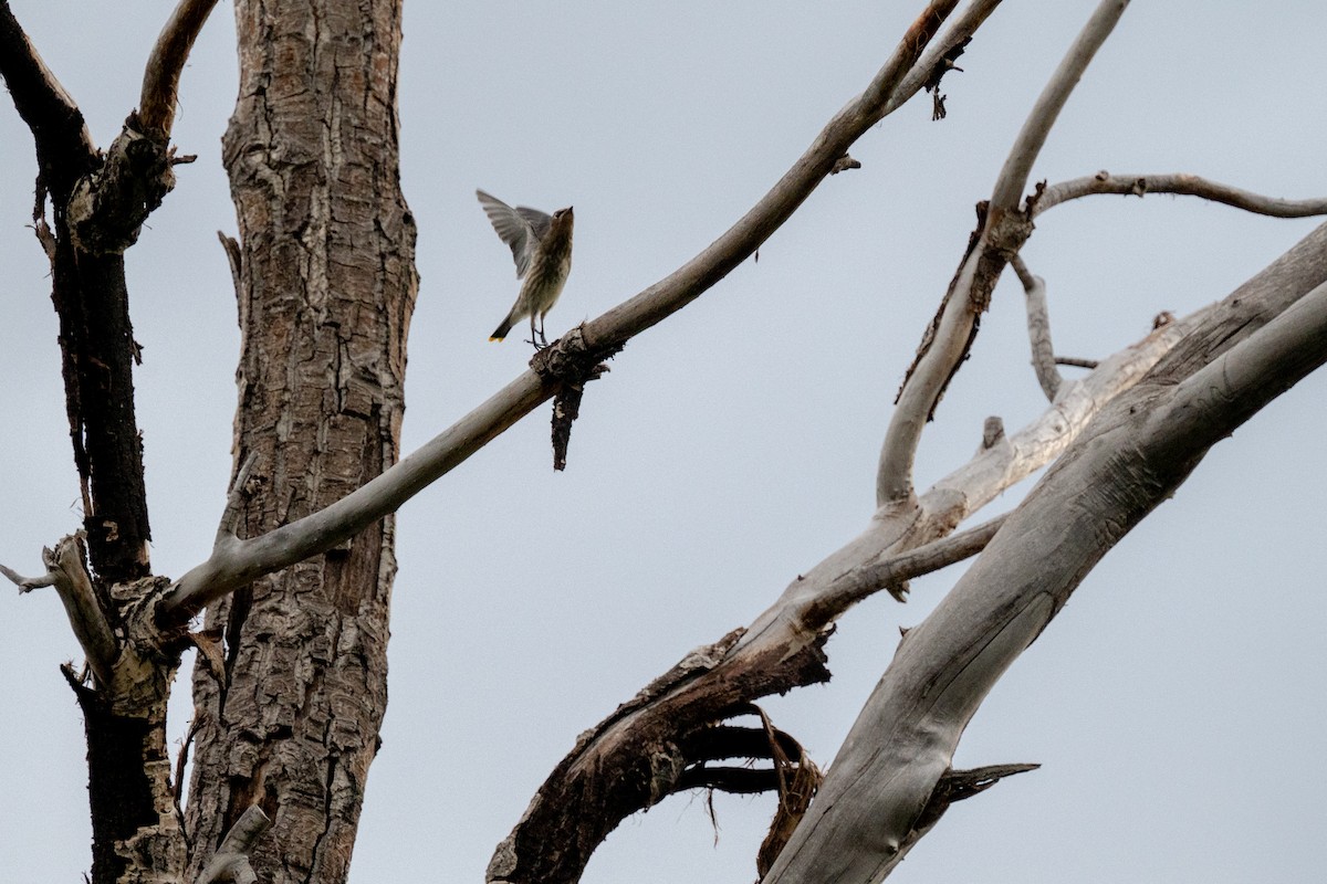 Cedar Waxwing - ML611805190