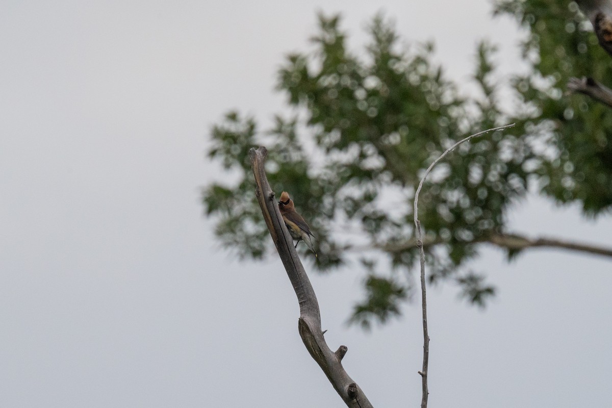 Cedar Waxwing - ML611805205