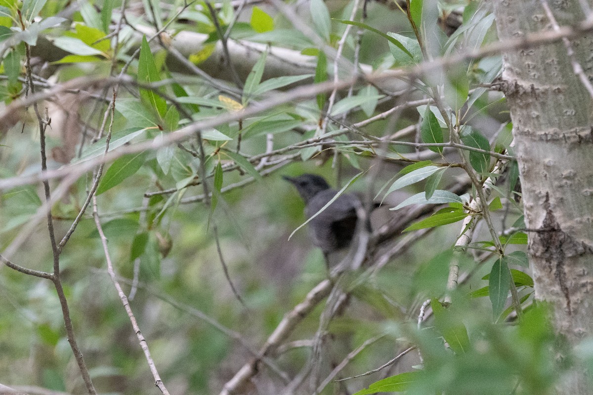 Gray Catbird - ML611805244