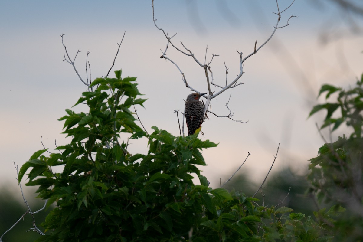 Northern Flicker - ML611805257