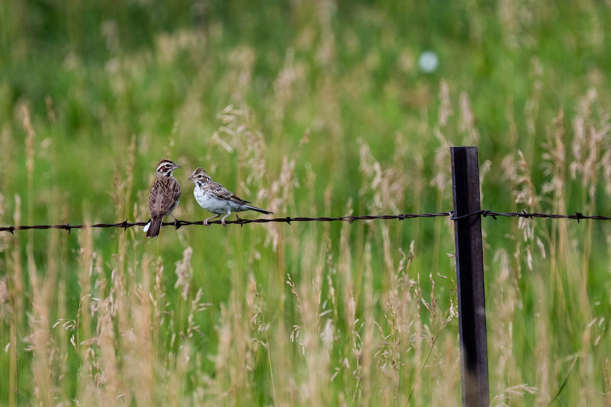 Lark Sparrow - ML611805271