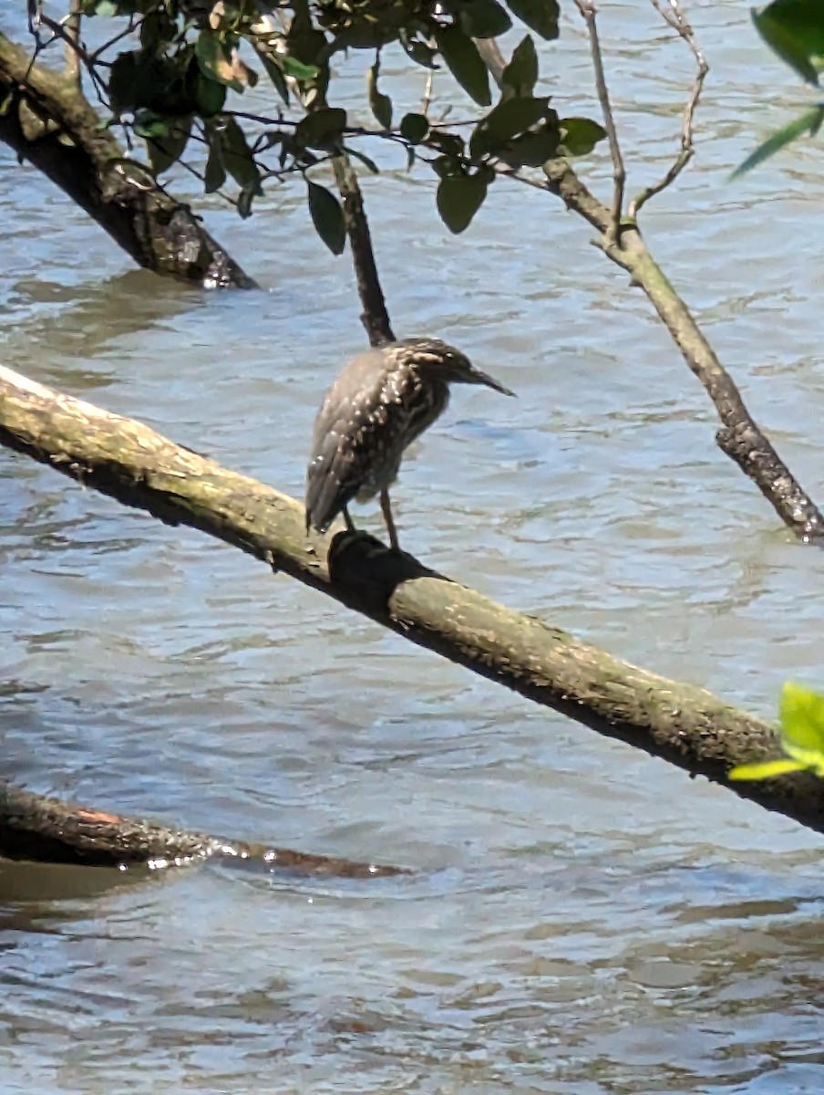 Striated Heron - ML611805277