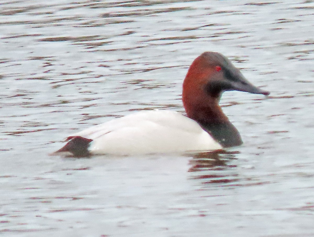 Canvasback - ML611805306