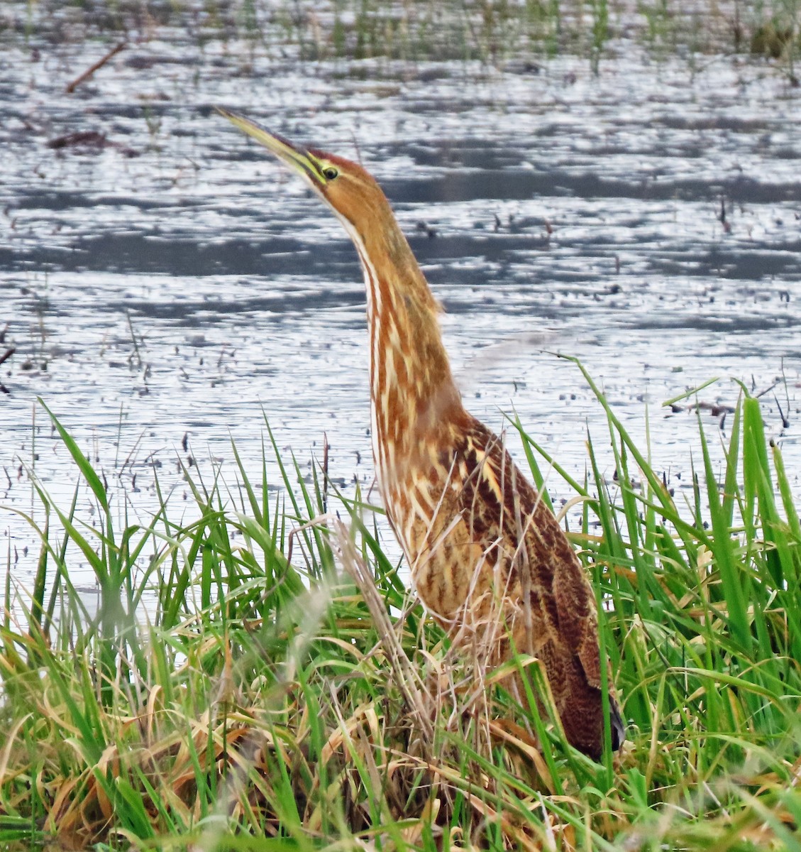 American Bittern - ML611805328