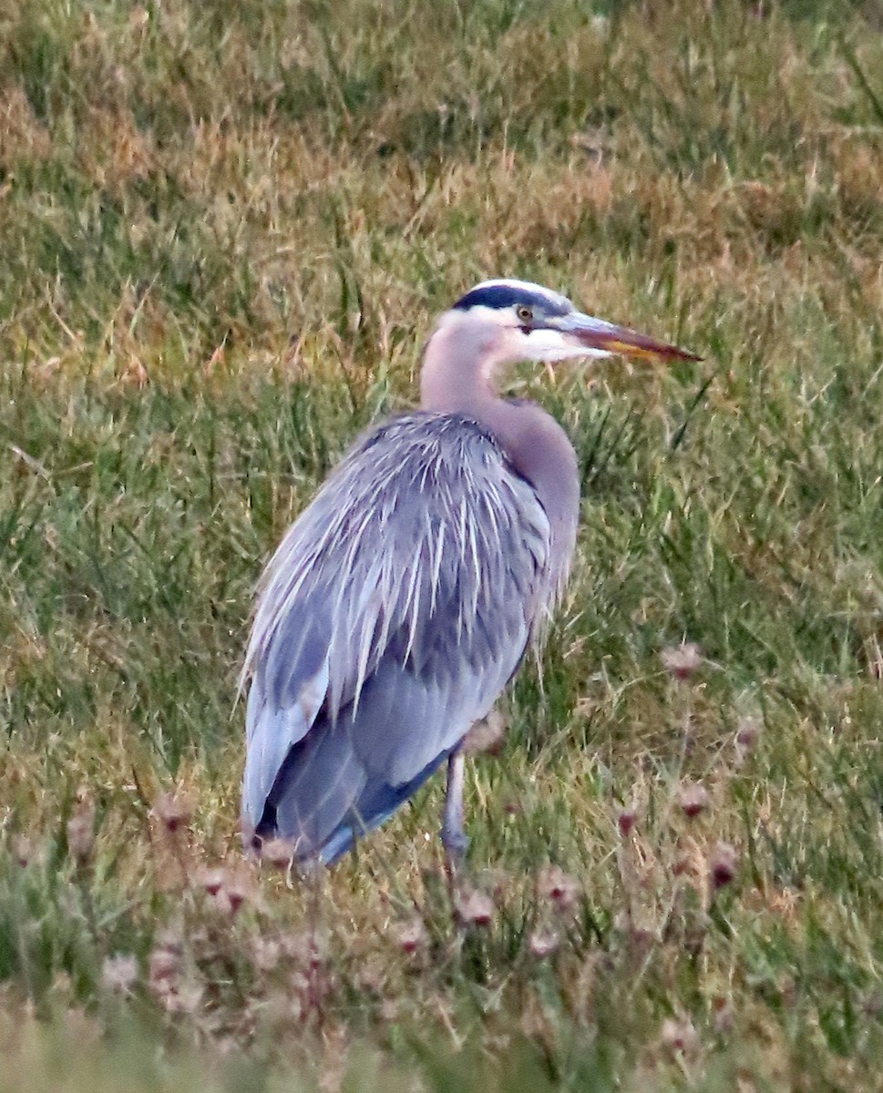 Great Blue Heron - ML611805332