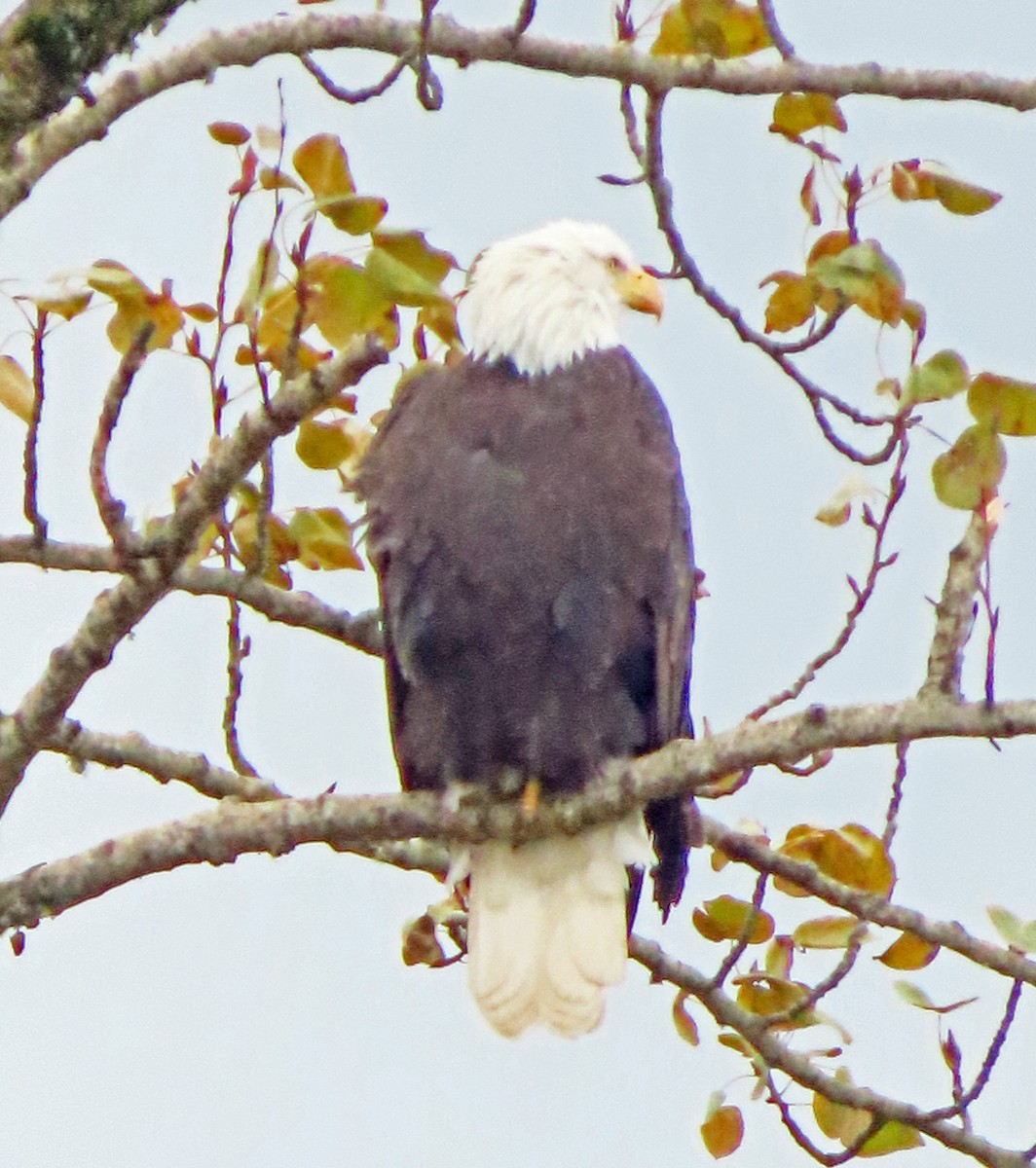 Bald Eagle - ML611805347