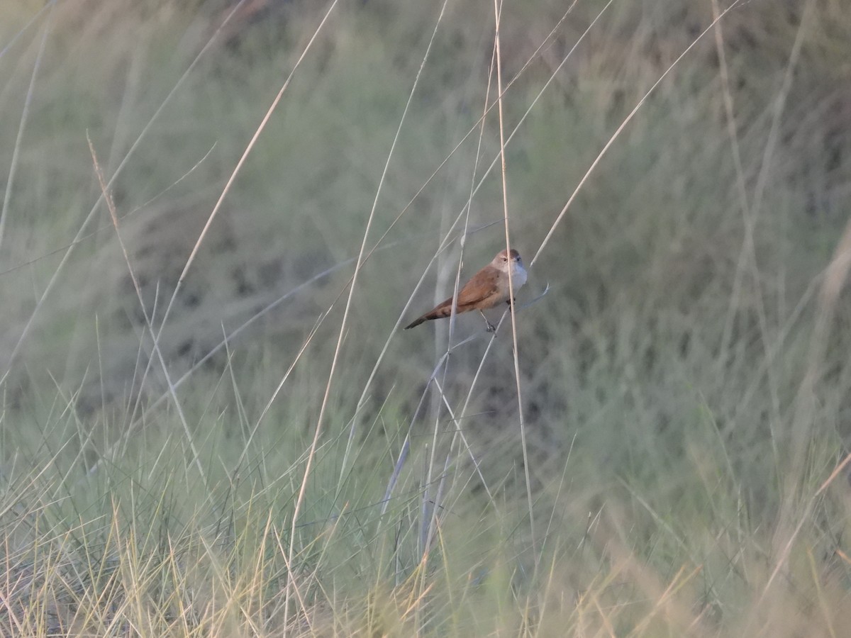 Spinifex-Schilfsänger - ML611805360