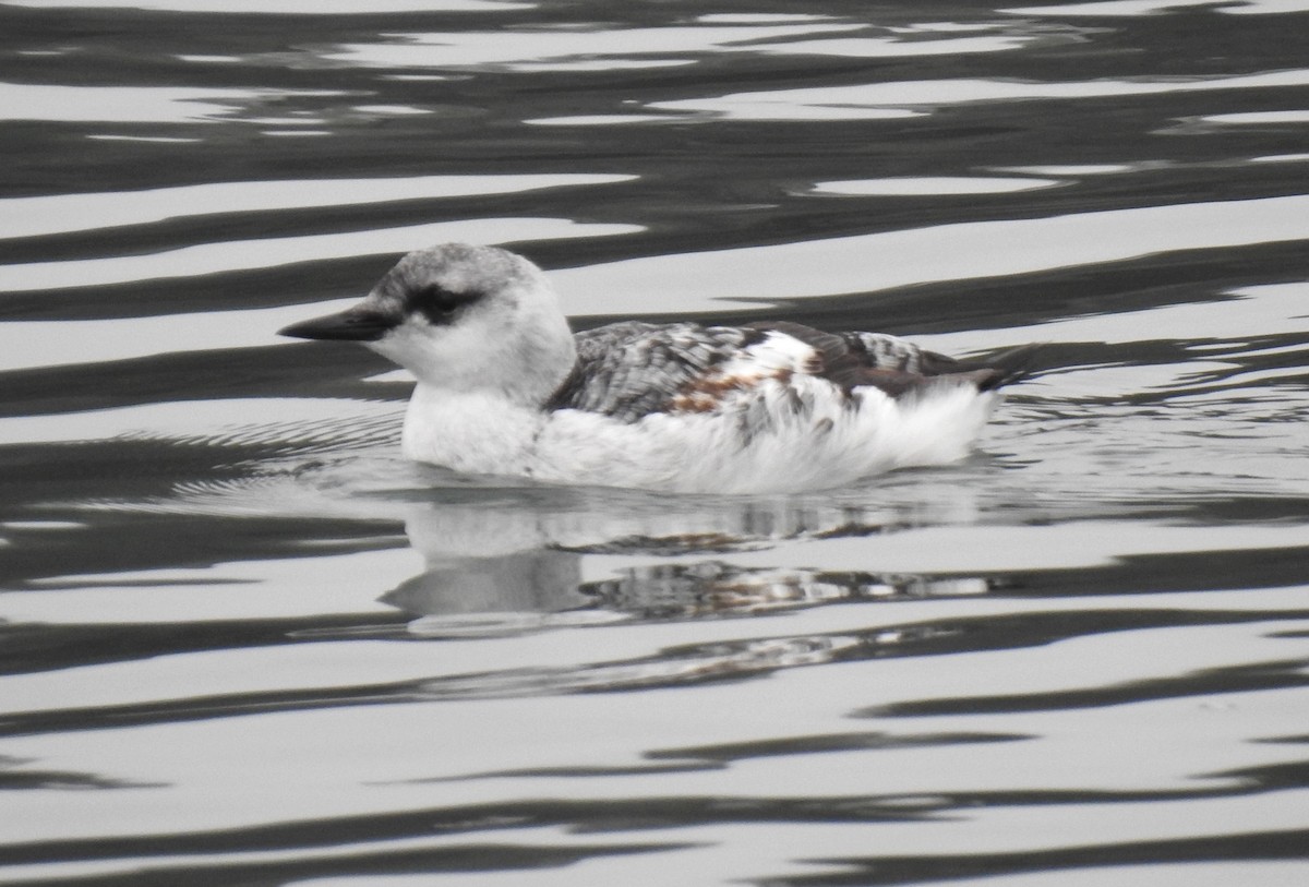 Black Guillemot - ML611805363