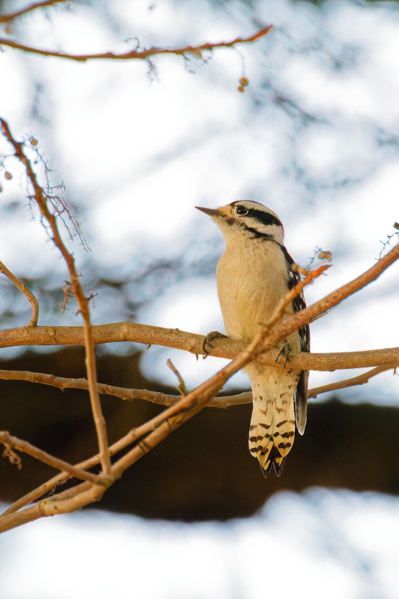 Downy Woodpecker - Ruogu Li