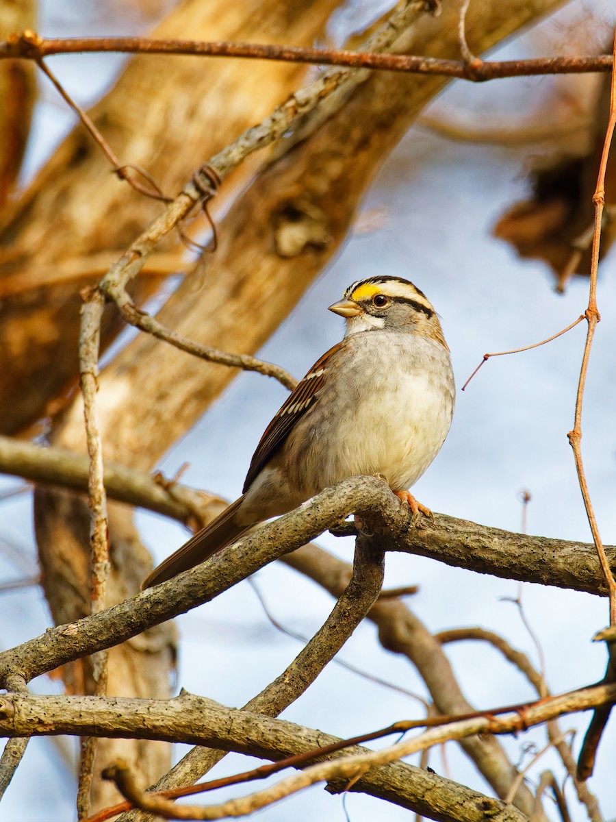 White-throated Sparrow - ML611805481