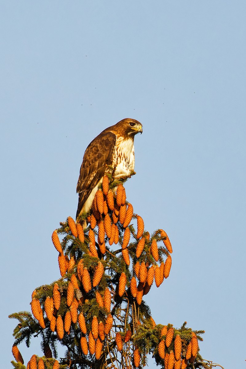 Red-tailed Hawk - ML611805489