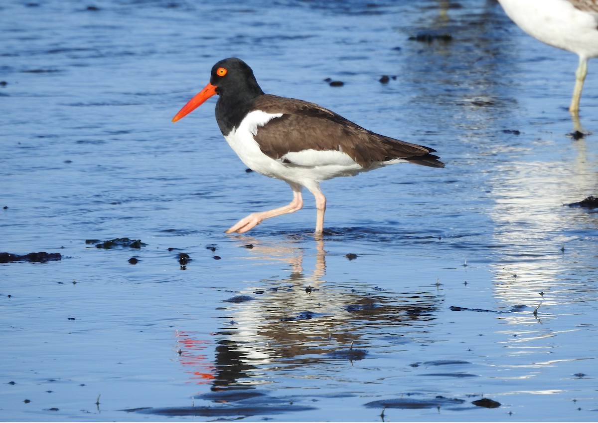 American Oystercatcher - ML611805501