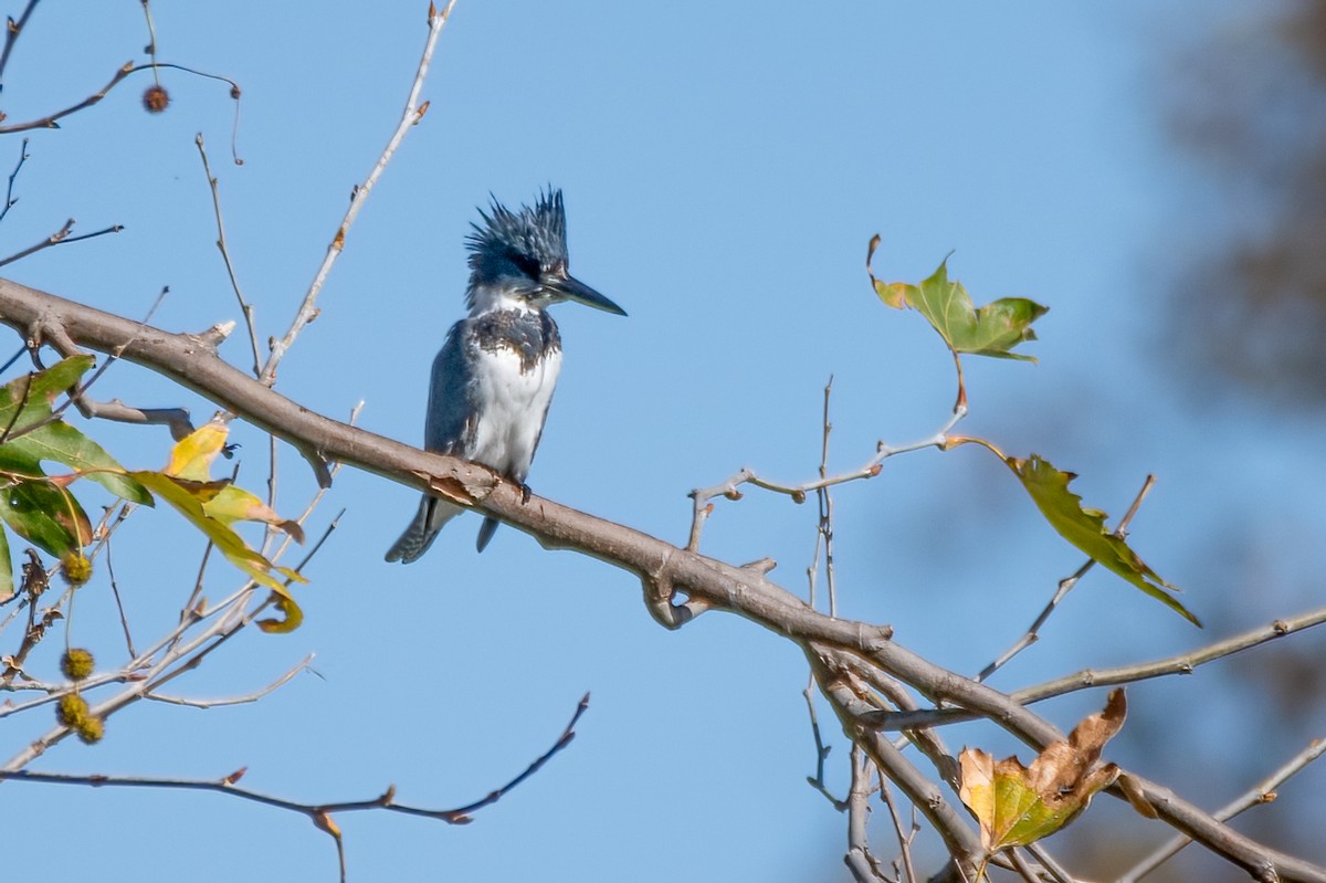 Belted Kingfisher - ML611805505