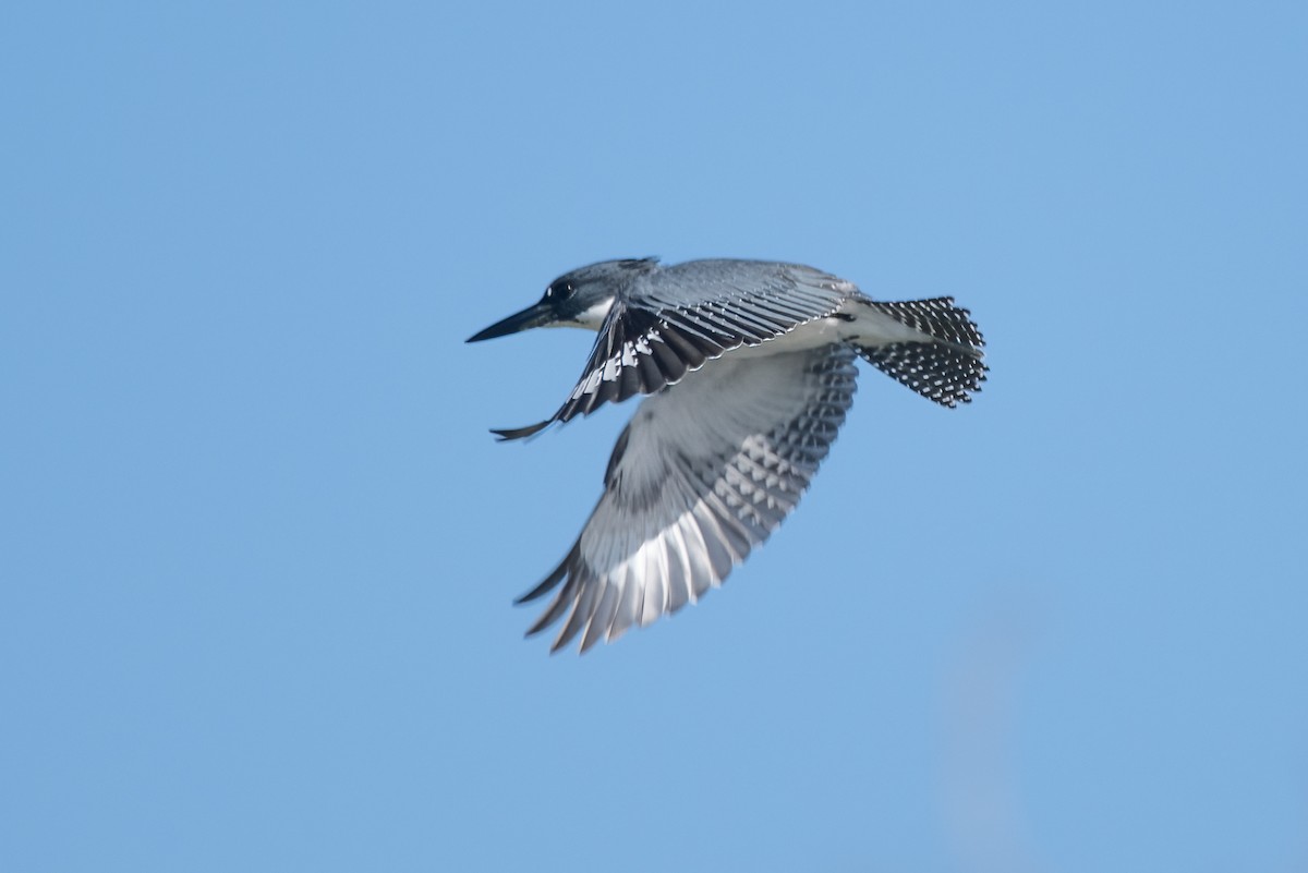 Belted Kingfisher - ML611805506