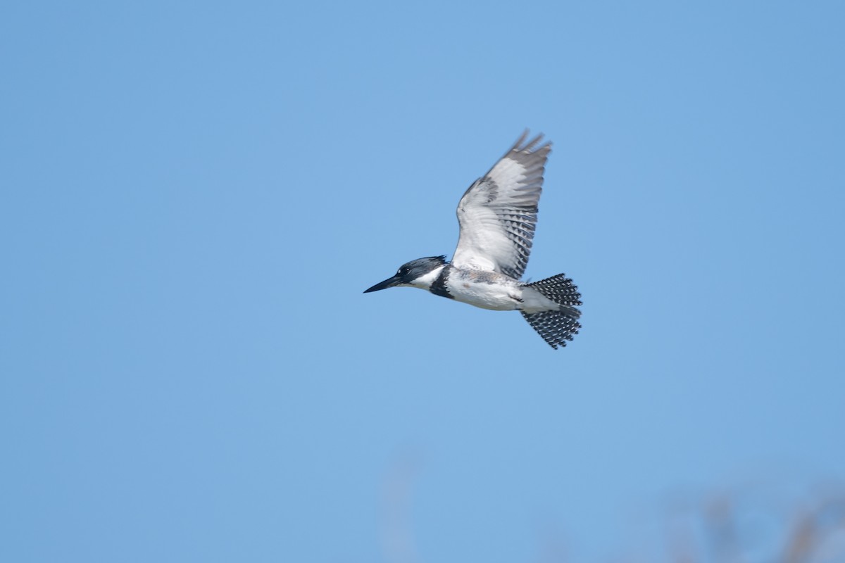 Belted Kingfisher - ML611805508