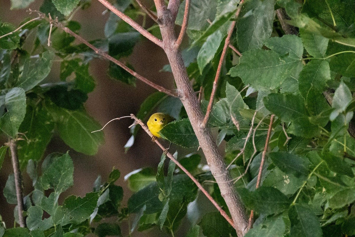 Yellow Warbler - Isaac Boardman