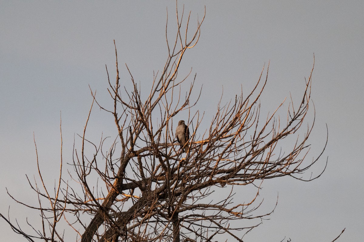 Red-tailed Hawk - ML611805618