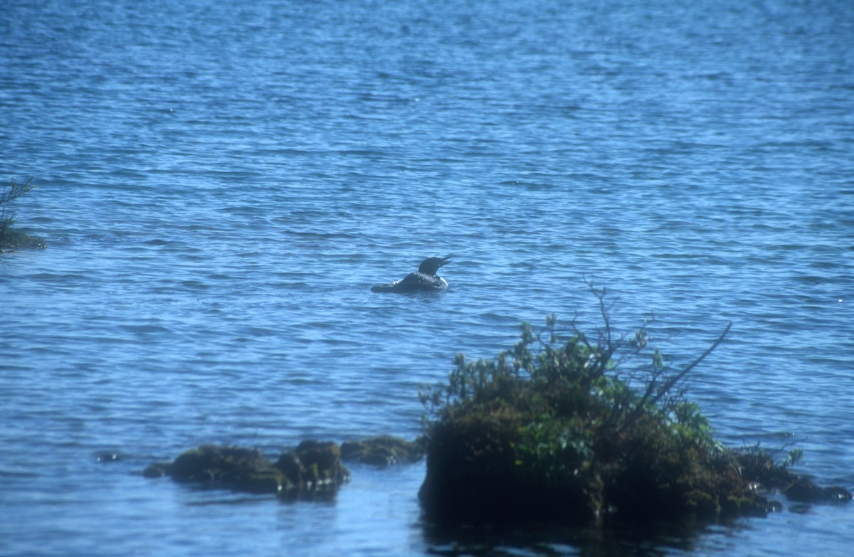 Common Loon - ML611805729