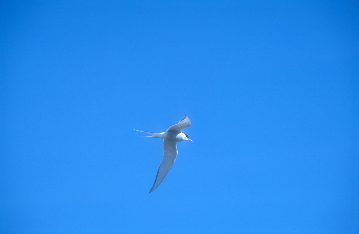 Arctic Tern - ML611805740