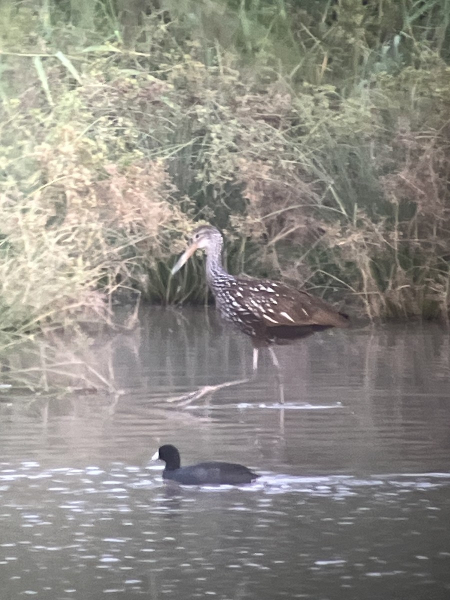 Limpkin - Dena Turner