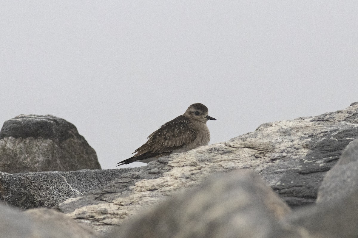 American Golden-Plover - ML611805895