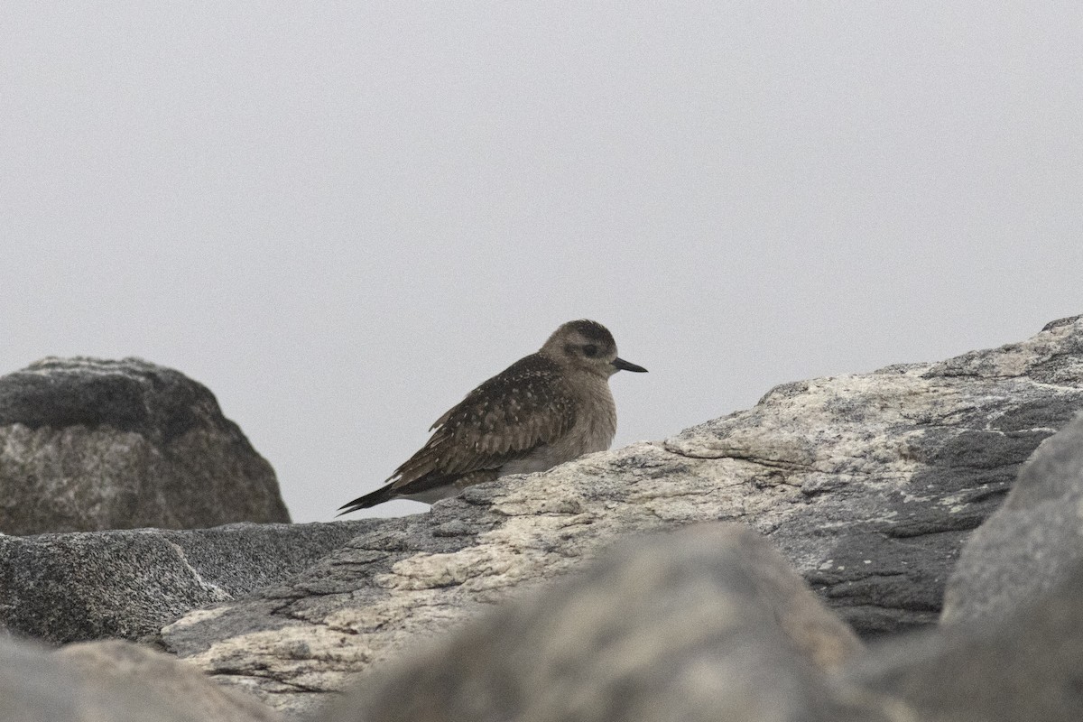 American Golden-Plover - ML611805896