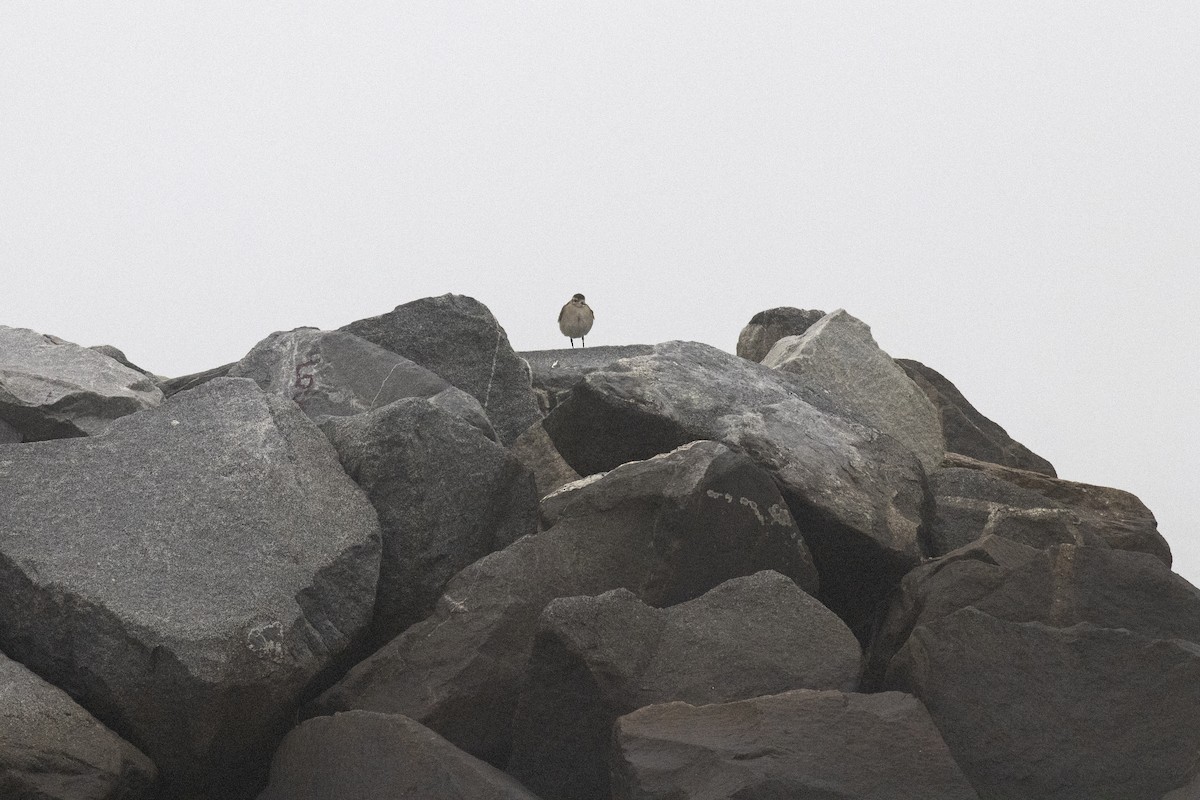 American Golden-Plover - ML611805899