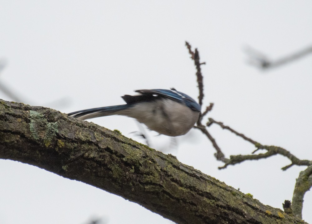 Blue Jay - ML611805911