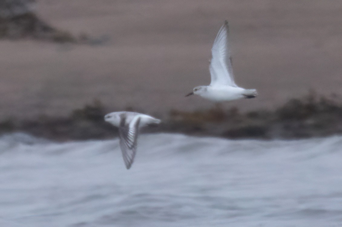 Bécasseau sanderling - ML611806066